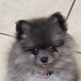 Pomeranian Puppies from Precious Puff Poms