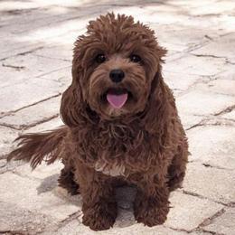Nutmeg - Cavapoo