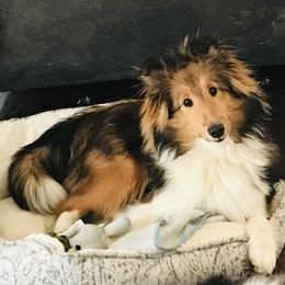 America - Shetland Sheepdog