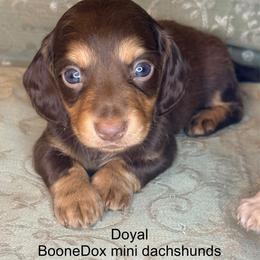 Doyal - Chocolate and tan male Dachshund puppy in Lexington, Oklahoma from BooneDox Miniature Dachshunds