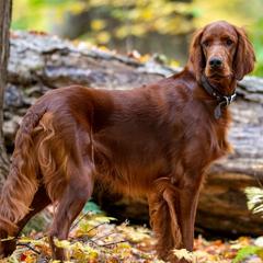 Clark - Irish Setter