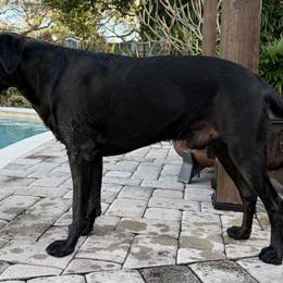 Labrador Retrievers from Lauren's Labrador Retrievers