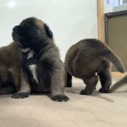 Belgian Malinois and Labrador Retriever Puppies from Elite Canine Training & Outfitters