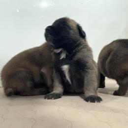 Belgian Malinois and Labrador Retriever Puppies from Elite Canine Training & Outfitters
