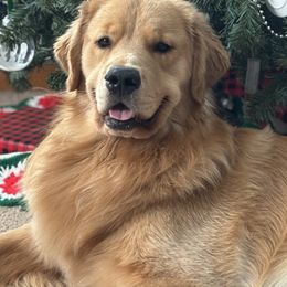 Auggie - Golden Retriever