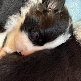 Belgian Malinois, Border Collie, and German Shepherd Puppies from Fairlane Kennels