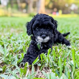 Espresso- tan collar boy - Black and white male Cavapoo puppy in Melbourne, Florida from Space Coast Doodle Co.