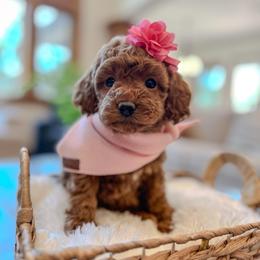 Lacey - Red  female Goldendoodle puppy in Pleasant Grove, Utah from Destination Doodles