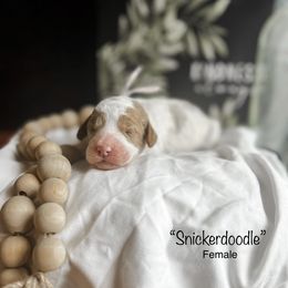 “Snickerdoodle” - Parti Goldendoodle puppy in Cleburne, Texas from Garrett Family Doodles