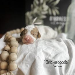 “Snickerdoodle” - Parti Goldendoodle puppy in Cleburne, Texas from Garrett Family Doodles