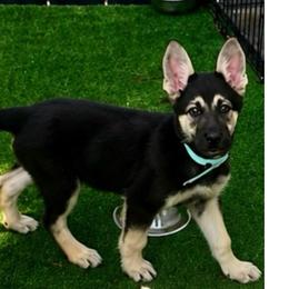 Maddie - Black and tan female German Shepherd puppy in Yuba City, California from Barton’s German Shepherds