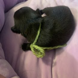 Pug Puppies from The Grumble Pack