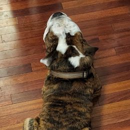Bulldogs from TandT511