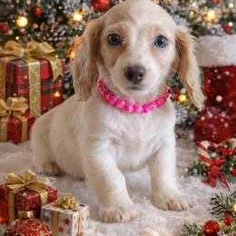 Duchess - Cream female Dachshund puppy in Lincoln, Arkansas from Red Dirt Dachshunds