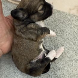Kenna - Red sable female Havanese puppy in Semmes, Alabama from Hayden's Havanese