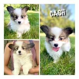 Boy 5 - Pembroke Welsh Corgi puppy in Roanoke, Indiana from J & S Corgi's