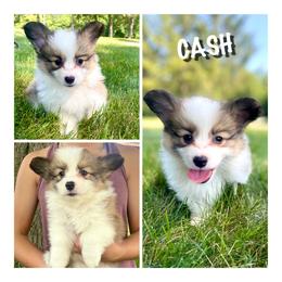 Boy 5 - Pembroke Welsh Corgi puppy in Roanoke, Indiana from J & S Corgi's