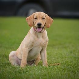 Pink - Yellow female Labrador Retriever puppy in Ridgecrest, California from Black Mountain SD