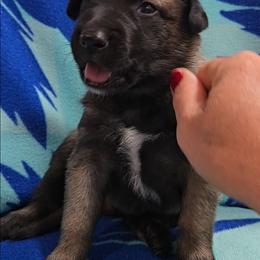Indy's Yellow - Mahogany male Belgian Malinois puppy in Berry, Alabama from North River k9