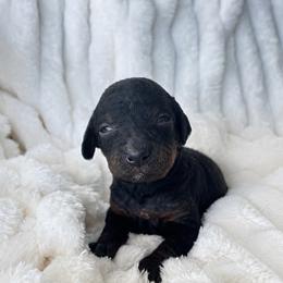 Snickers - Phantom male Poodle puppy in Calimesa, California from Teakwoodpoodleofsocal