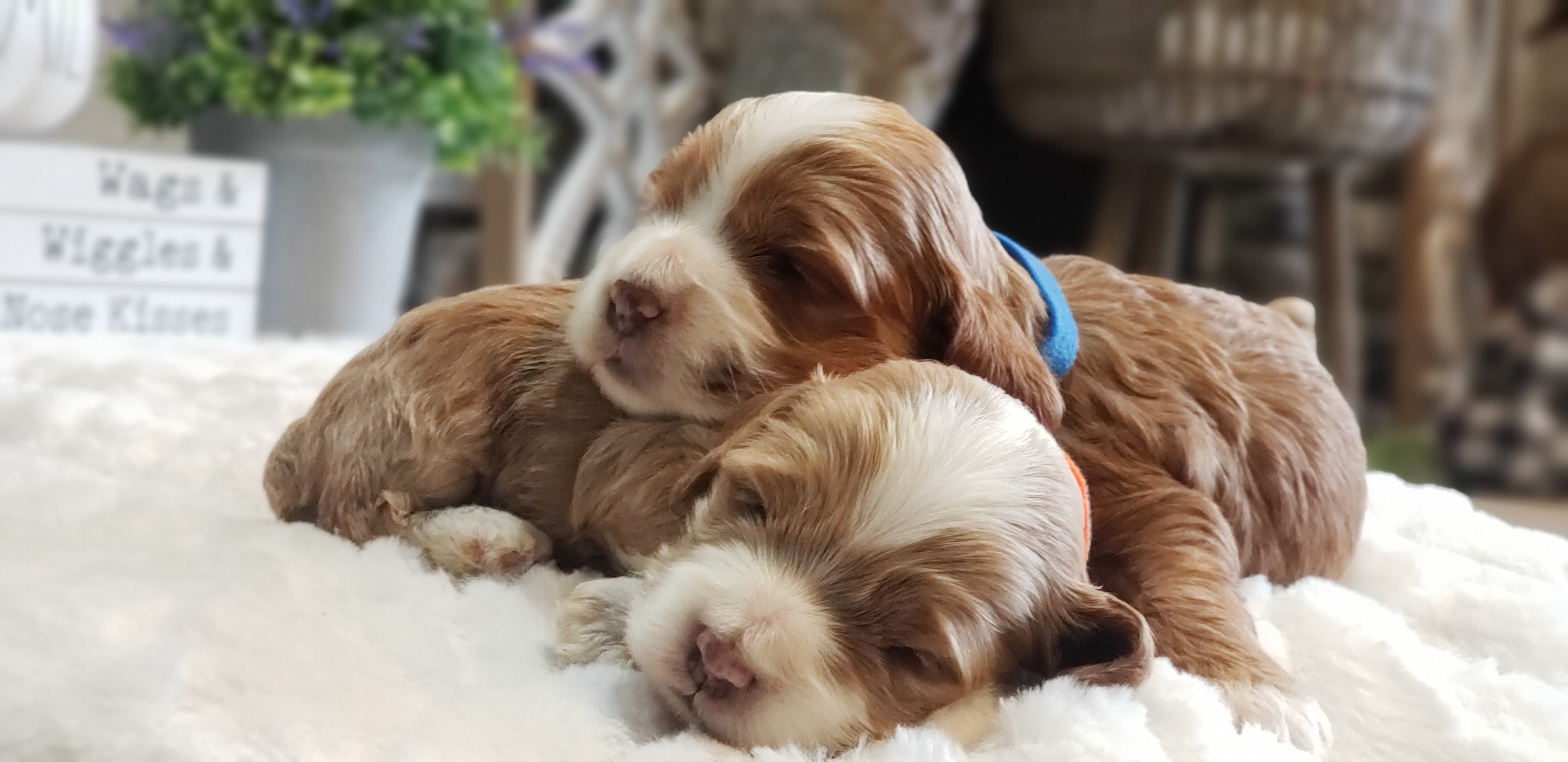 Cockapoo, Cocker Spaniel, and Goldendoodle Puppies from Robbin's Treasures