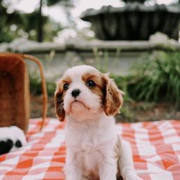 Cavalier King Charles Spaniel Puppies from Cavalier & Co.