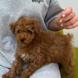 Barto - Apricot male Poodle puppy in Miami, Florida from Sakura Poodles