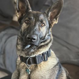 Tikka - German Shepherd