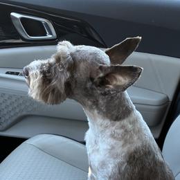 Miniature Schnauzers from The Blessing
