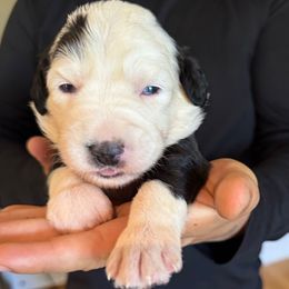 Red girl - Black and white female Sheepadoodle puppy in Riverside, California from Downtown Doodles & Frenchies
