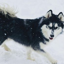 Fitoria - Siberian Husky
