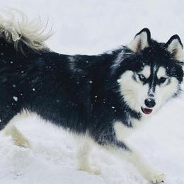 Fitoria - Siberian Husky