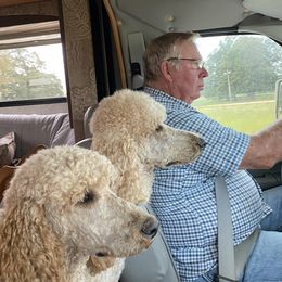 Poodle Puppies from RP Bar Ranch Royal Poodles and Doodles