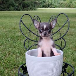 Akc Clover - Blue and white female Chihuahua puppy in Cedarville, Ohio from Evereve Kennels