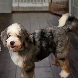 Paris - Bernedoodle