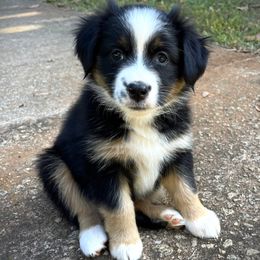 Pepper - Black tri female Miniature Australian Shepherd puppy in Jenkinsville, South Carolina from Monticello Mini Aussies