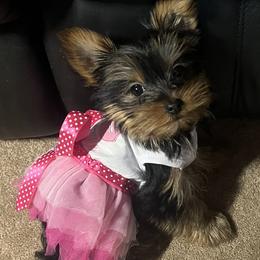 Yorkshire Terrier puppies from Holly’s  House of Yorkies