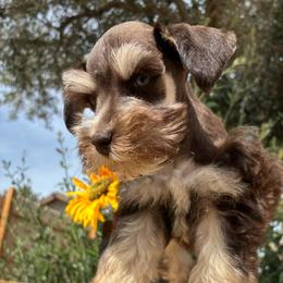 Samson - Liver male Miniature Schnauzer puppy in Hemet, California from Journee Home Mini Schnauzers