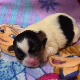 Girl 2 - Black and white female Shorkie puppy in White Pigeon, Michigan from Kathys Yorkie and Shih-tzu Cuties