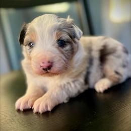 Bliss - Blue merle female Miniature Australian Shepherd puppy in St.James, Missouri from Vineyard Ridge Mini Aussies
