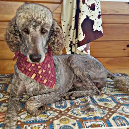Bourbon - Poodle