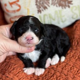 Scarecrow - Black and white male Sheepadoodle puppy in Wharton, Texas from Little Fur Friends