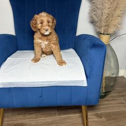 Angelica - Red  female Goldendoodle puppy in Humble, Texas from Simply Dane Doodles
