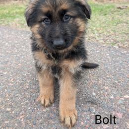 German Shepherd Puppies from League of Shepherds