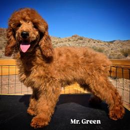 Mr. Green - Red male Aussiedoodle puppy in Dolan Springs, Arizona from High Desert Companions