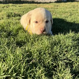 Yellow - Yellow female Labrador Retriever puppy in Big River, California from Cozy Acres Farm Labradors