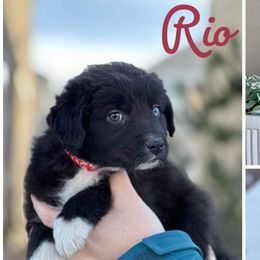 Boy 4 (Rio) - Black & white Australian Shepherd puppy in Utah from Sage Brook Companions