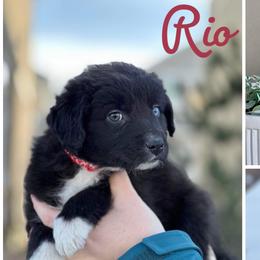 Boy 4 (Rio) - Black & white Australian Shepherd puppy in Utah from Sage Brook Companions