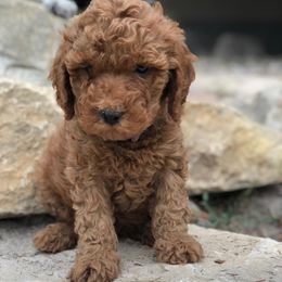 Bernedoodles and Cavapoos from Cascade Springs Doodles