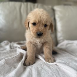 Bingly - Golden male Golden Retriever puppy in Mount Pleasant, Utah from Juniper Mountain Goldens